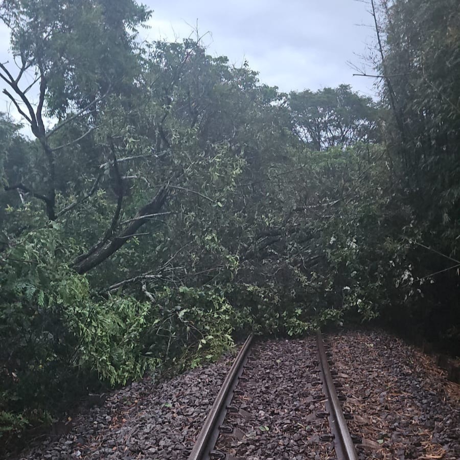 A large tree has fallen onto the railway blocking it