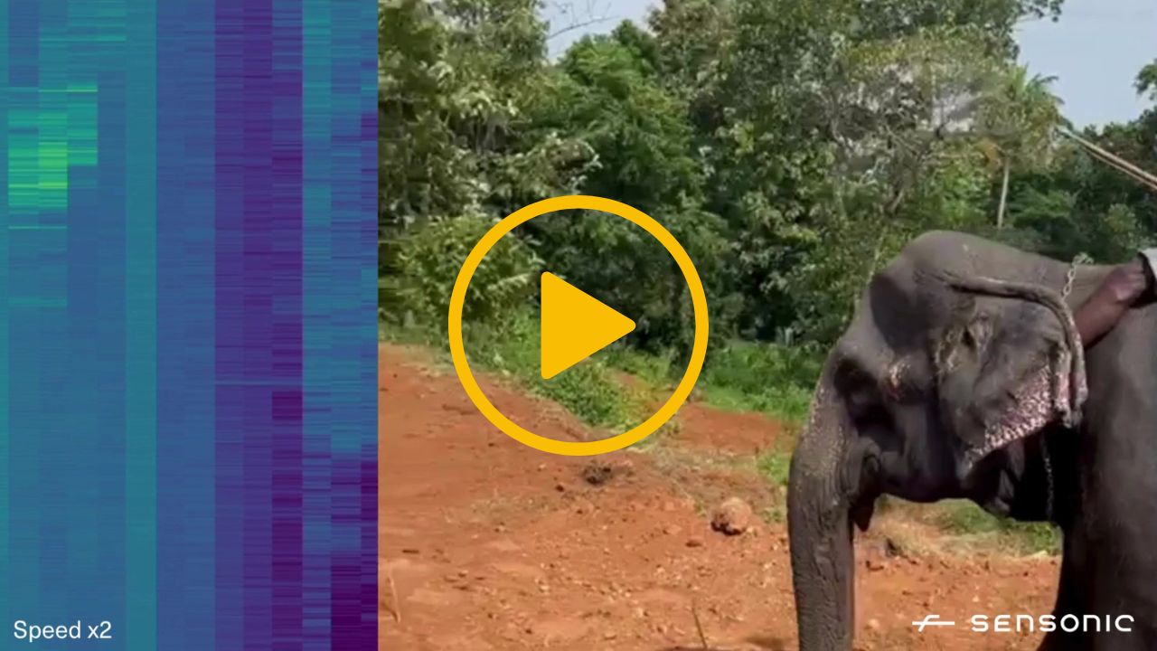 A video thumbnail with a play icon in the centre - The video shows an elephant walking. Inset is a graph showing data from Distributed Acoustic Sensing detecting the footsteps of the elephant.